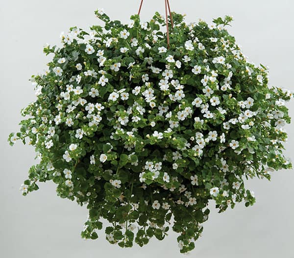 Snöflinga (bild: Syngenta Flowers)