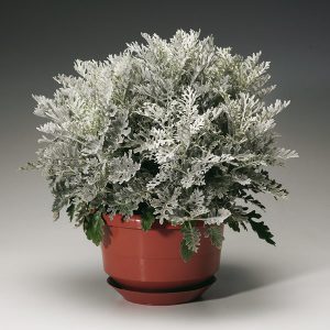 Silverblad (bild: Syngenta Flowers)