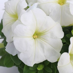 Petunia (kuva: Syngenta Flowers)