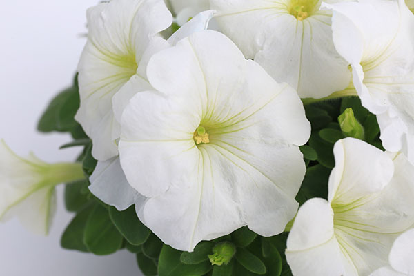 Petunia (bild: Syngenta Flowers)